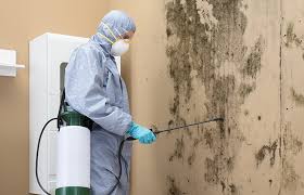 Best Black Mold Removal  in Thoreau, NM